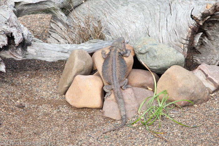 Oakvale Wildlife Park Port Stephens