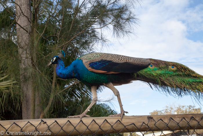 Oakvale Wildlife Park Port Stephens