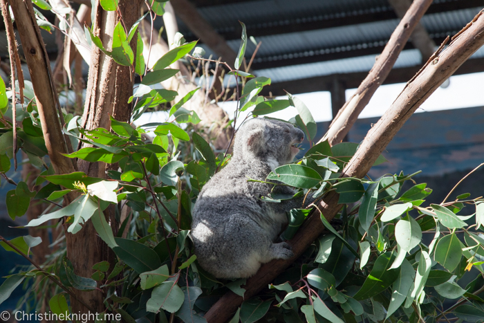 Oakvale Wildlife Park Port Stephens