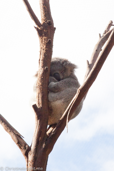 Oakvale Wildlife Park Port Stephens