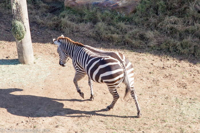 Sydney Zoo