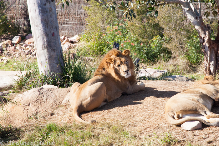 Sydney Zoo