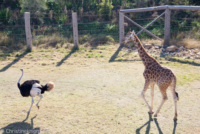 Sydney Zoo