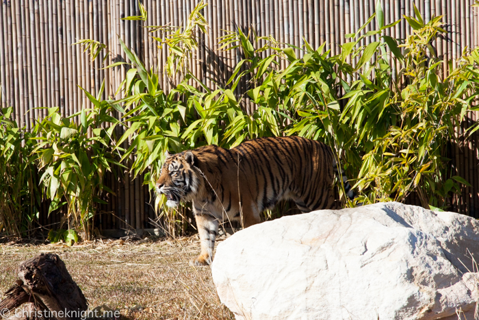 Sydney Zoo