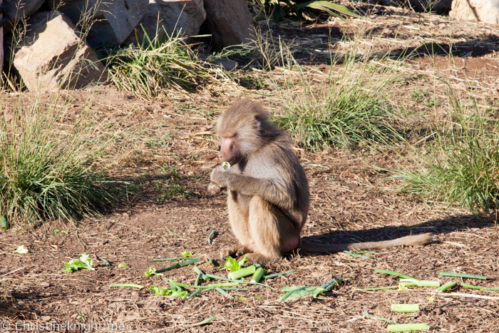 Sydney Zoo