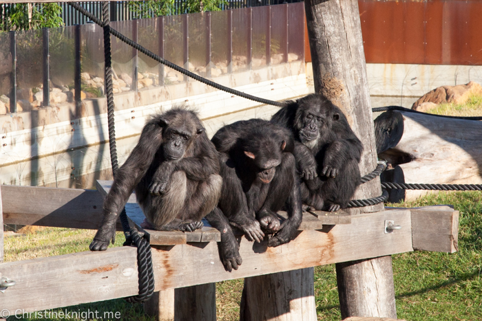 Sydney Zoo