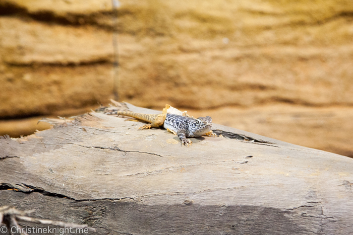 Sydney Zoo