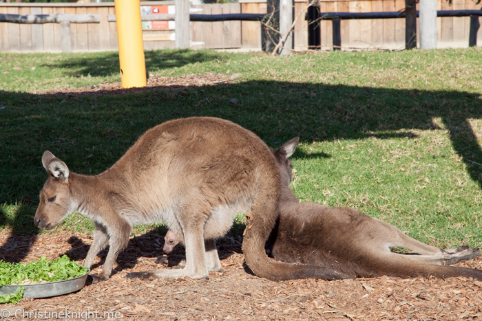 Sydney Zoo