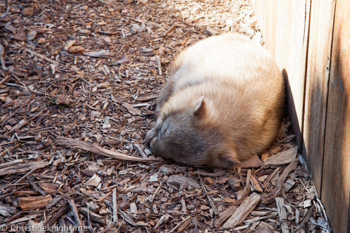 Sydney Zoo