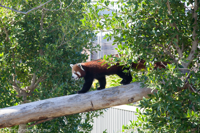 Sydney Zoo