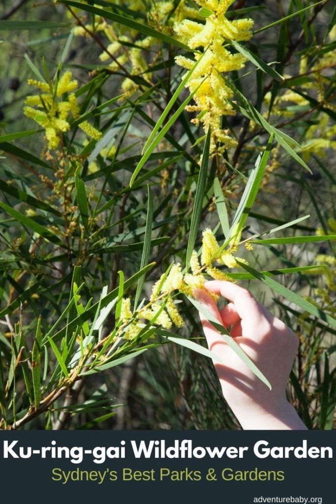 Kuringgai Wildflower Garden Sydney's Best Parks & Gardens