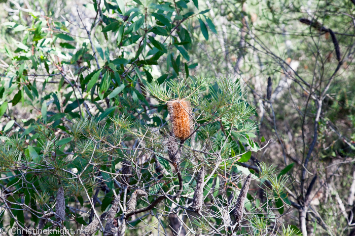 Ku-ring-gai Wildflower Garden