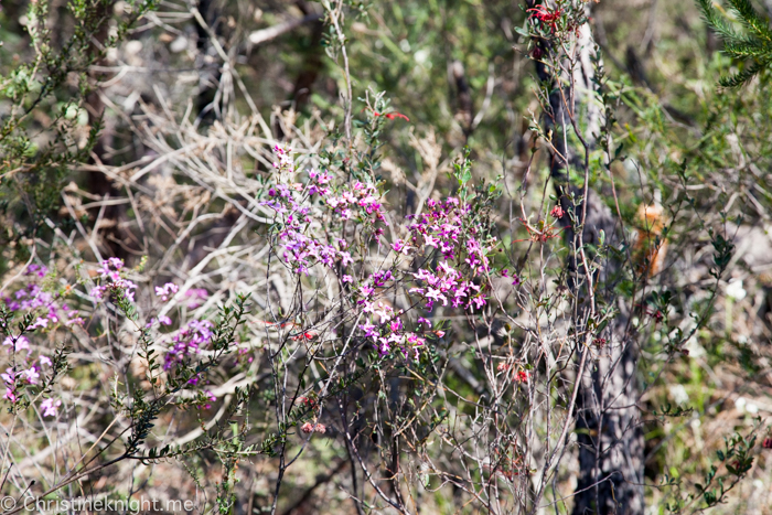 Ku-ring-gai Wildflower Garden