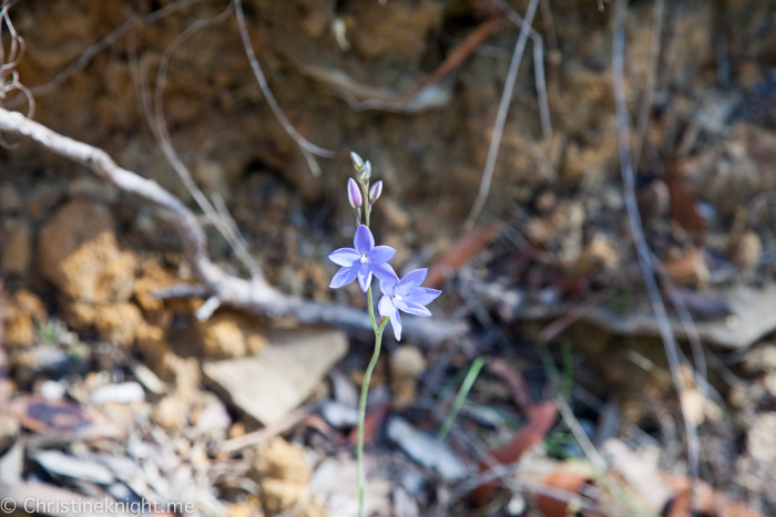 Ku-ring-gai Wildflower Garden