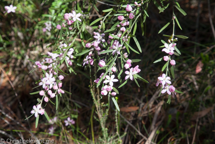 Ku-ring-gai Wildflower Garden