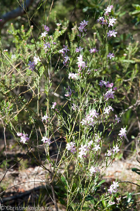 Ku-ring-gai Wildflower Garden