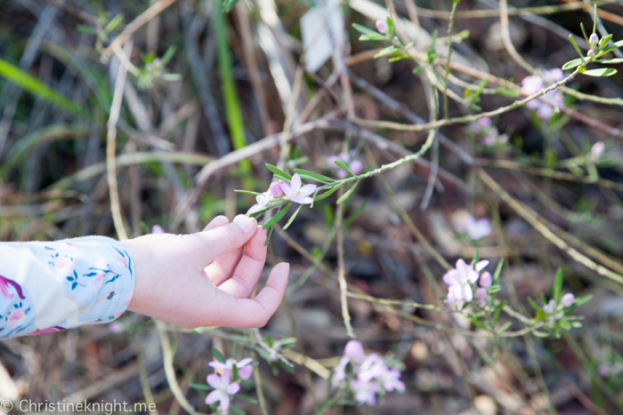 Ku-ring-gai Wildflower Garden