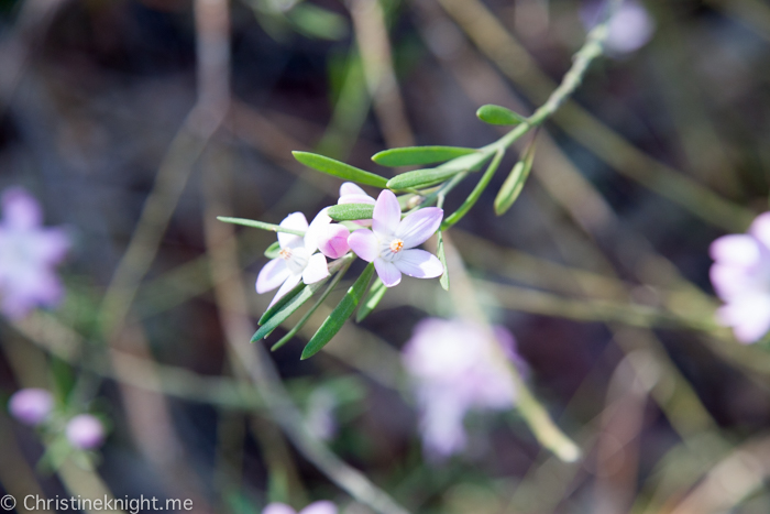 Ku-ring-gai Wildflower Garden