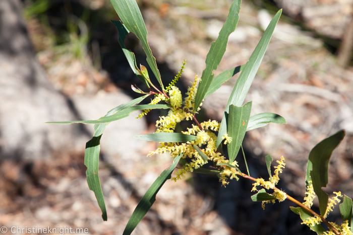 Ku-ring-gai Wildflower Garden