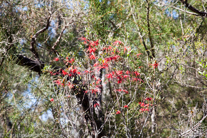 Ku-ring-gai Wildflower Garden