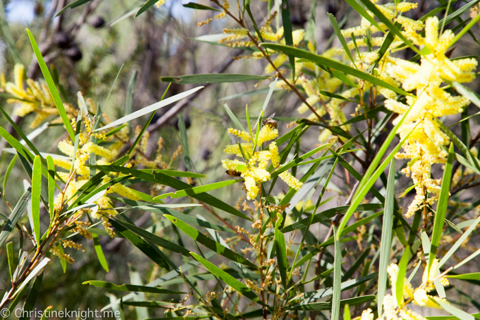 Ku-ring-gai Wildflower Garden