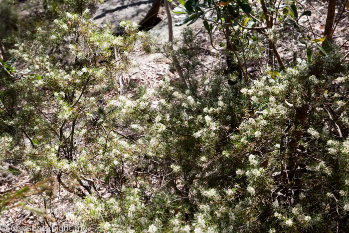 Ku-ring-gai Wildflower Garden