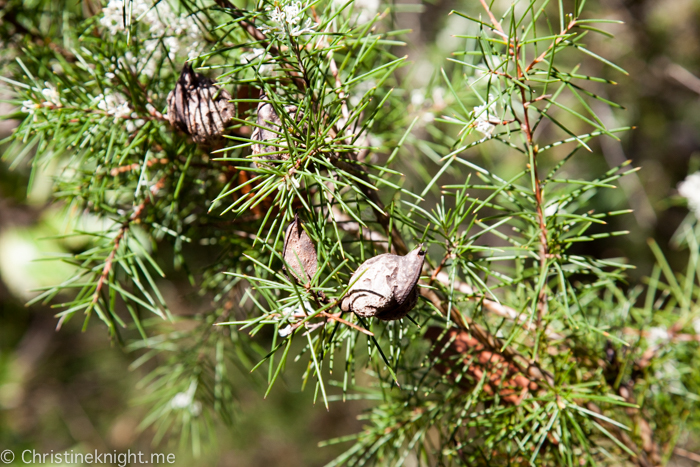 Ku-ring-gai Wildflower Garden