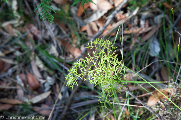 Ku-ring-gai Wildflower Garden