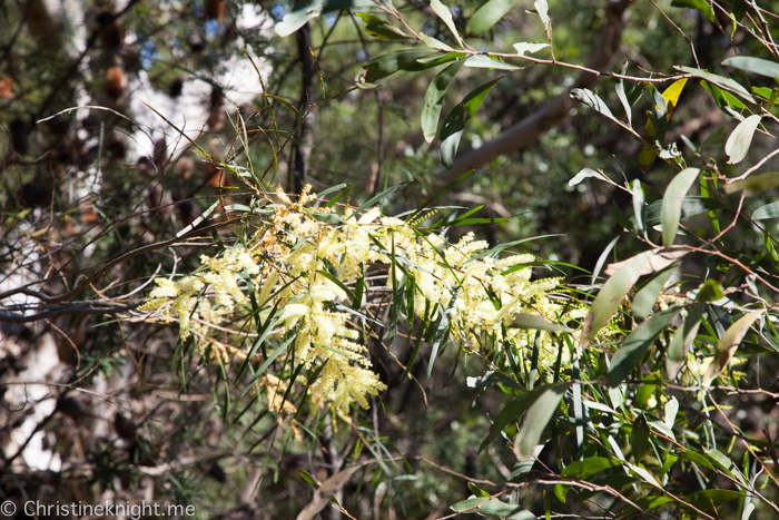 Ku-ring-gai Wildflower Garden