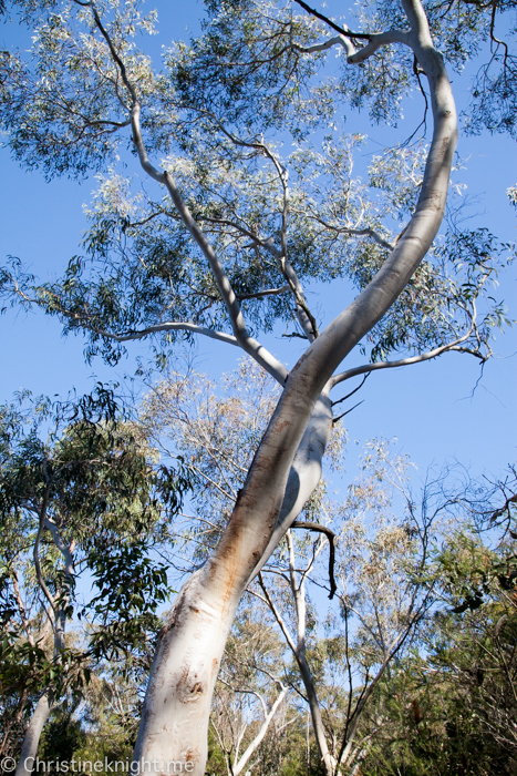 Ku-ring-gai Wildflower Garden