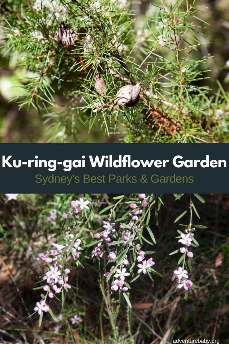 Ku-ring-gai Wildflower Garden