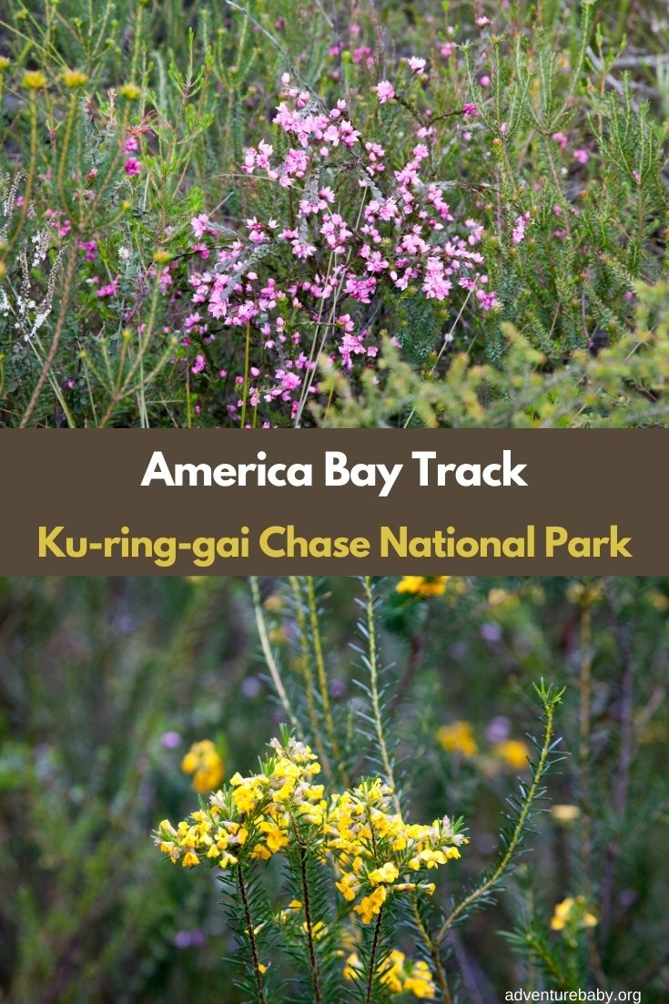 America Bay Track Ku-ring-gai Chase National Park Sydney Australia