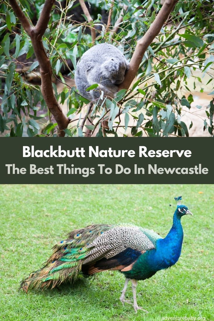 Blackbutt Nature Reserve Newcastle
