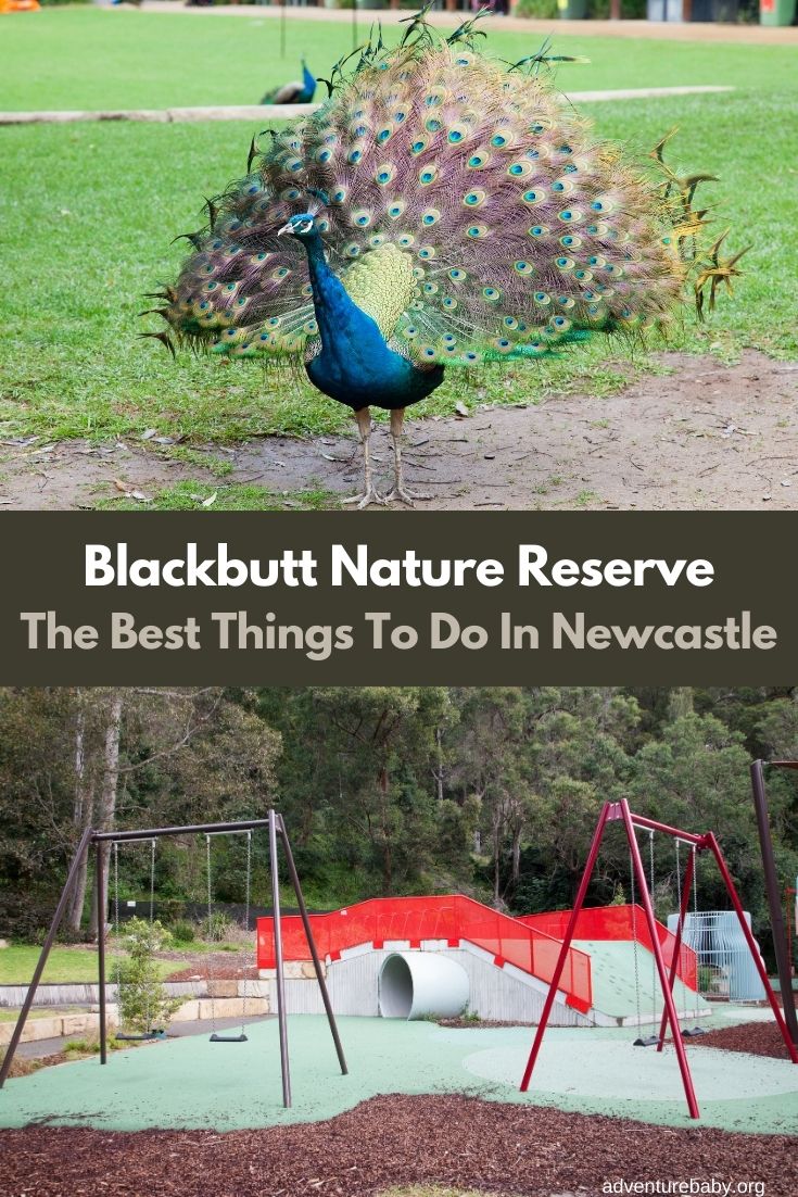 Blackbutt Nature Reserve Newcastle