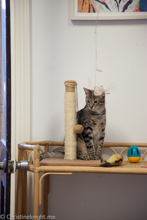 Catmosphere Cat Cafe Sydney