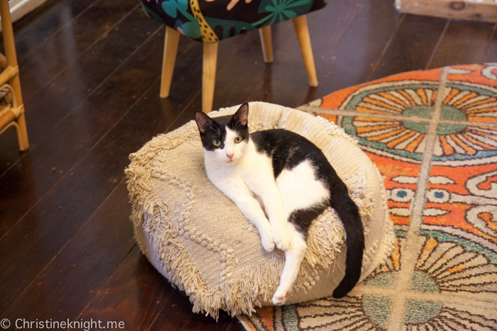 Catmosphere Cat Cafe Sydney