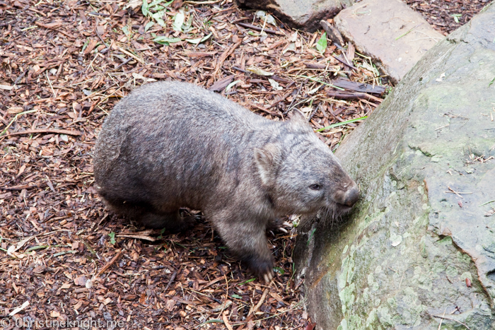 Blackbutt Nature Reserve