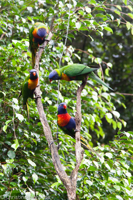 Blackbutt Nature Reserve