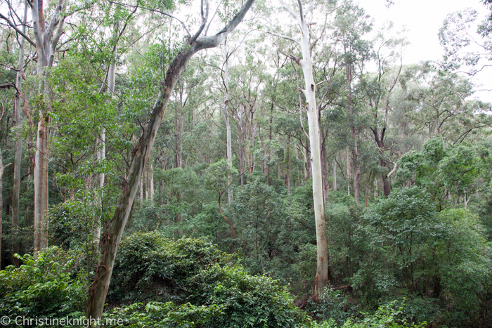 Blackbutt Nature Reserve