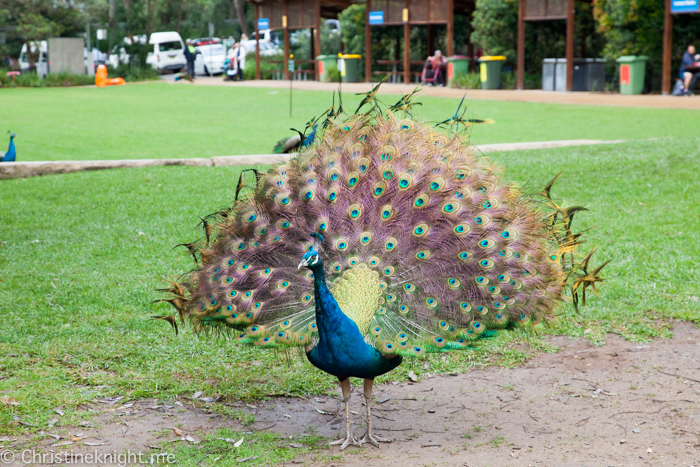 Blackbutt Nature Reserve