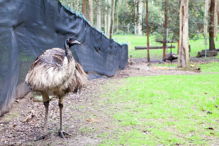 Blackbutt Nature Reserve