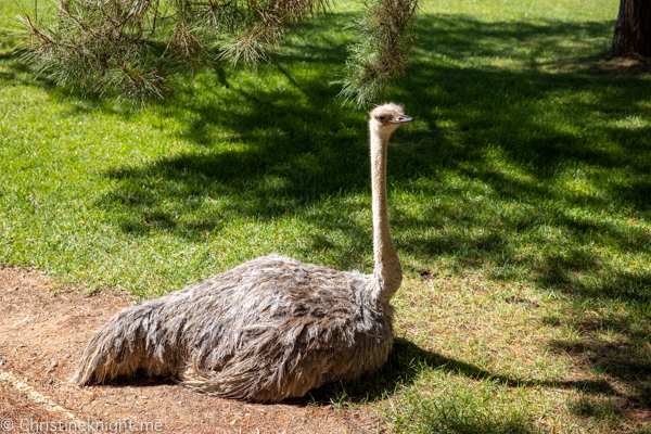 National Canberra Zoo