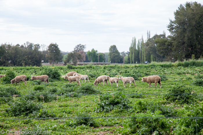 Canowindra