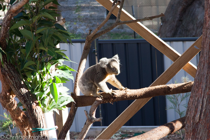 Port Stephens Koala Sanctuary