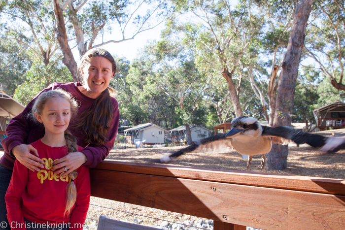 Port Stephens Koala Sanctuary