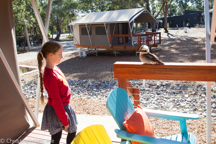 Port Stephens Koala Sanctuary