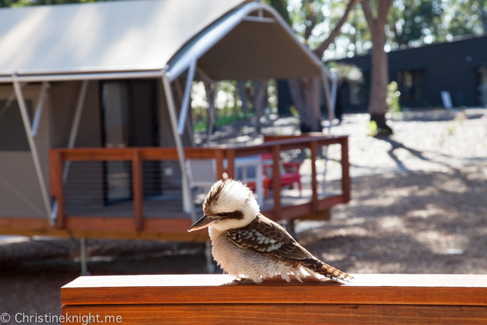 Port Stephens Koala Sanctuary