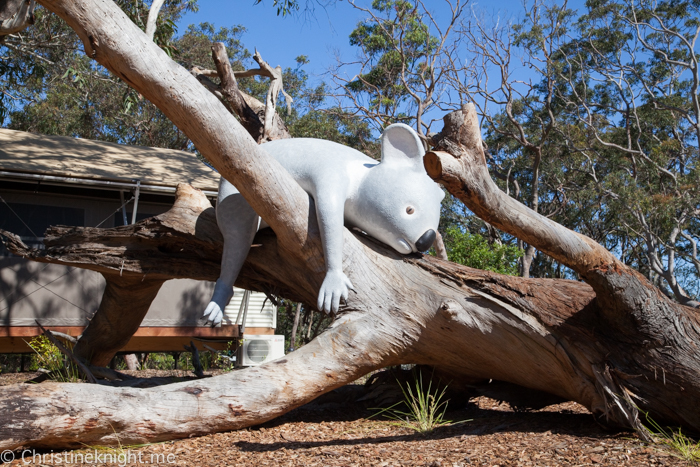 Port Stephens Koala Sanctuary