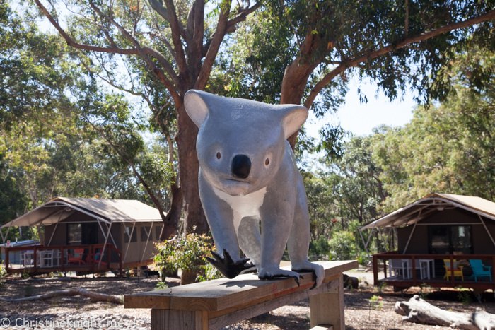 Port Stephens Koala Sanctuary