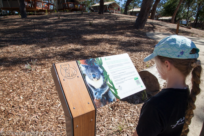 Port Stephens Koala Sanctuary